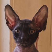 Chatons cornish rex à vendre #2