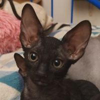 Chatons cornish rex à vendre #3