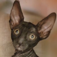 Chatons cornish rex à vendre #4