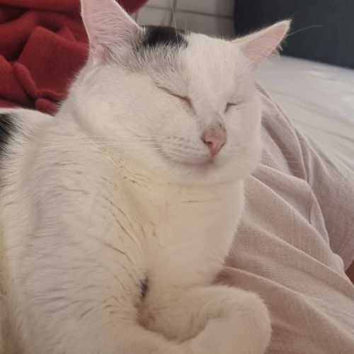 Milo un matou parfait comme 1er chat ou famille #1