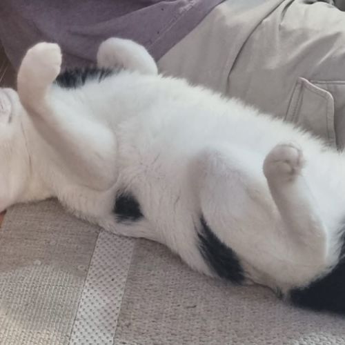 Milo un matou parfait comme 1er chat ou famille #2