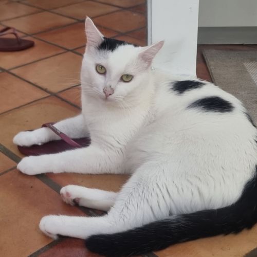 Milo un matou parfait comme 1er chat ou famille