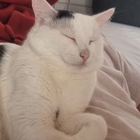 Milo un matou parfait comme 1er chat ou famille #1