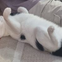 Milo un matou parfait comme 1er chat ou famille #2