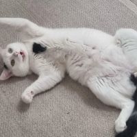 Milo un matou parfait comme 1er chat ou famille #3