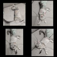 Chaton maine coon loof #2