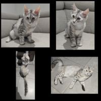 Chaton maine coon loof #3