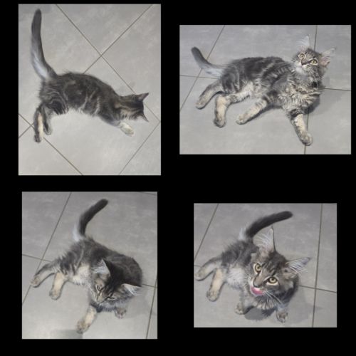 Loof chaton maine coon #2