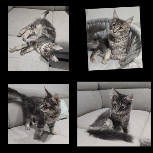 Loof chaton maine coon #3