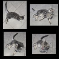 Loof chaton maine coon #2