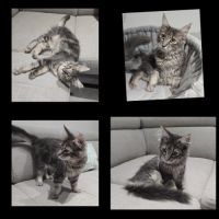 Loof chaton maine coon #3
