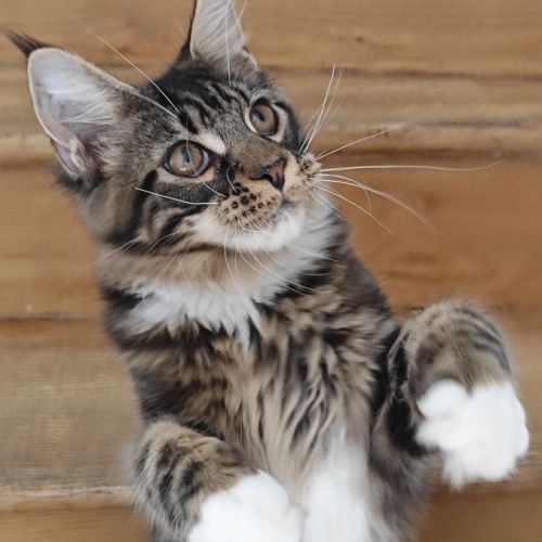 Mâle maine coon loof brown et blanc