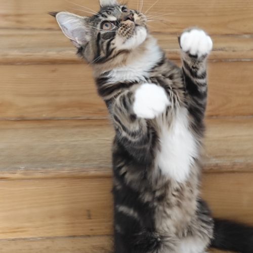 Mâle maine coon loof brown et blanc #2