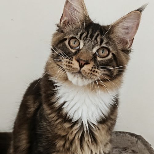 Mâle maine coon loof brown et blanc #3