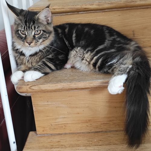 Mâle maine coon loof brown et blanc #4