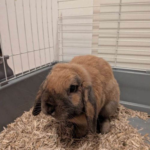 Lapin bélier #0