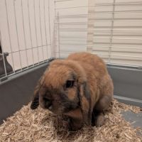 Lapin bélier