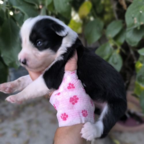 Chiots border collie non lof #2