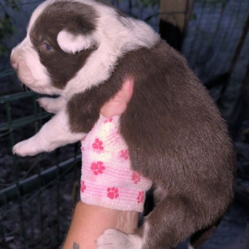 Chiots border collie non lof #3