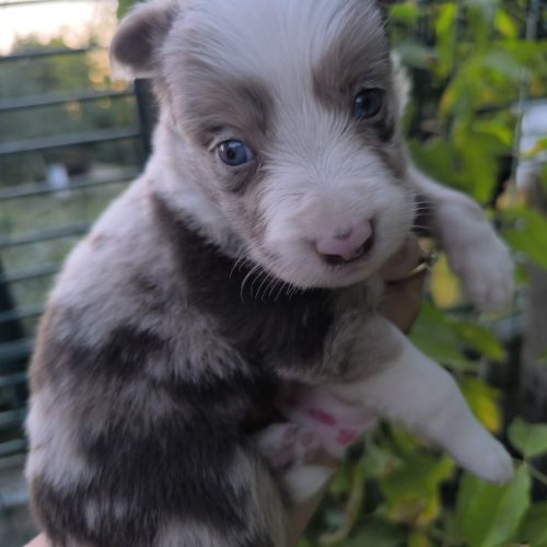 Chiots border collie non lof #5