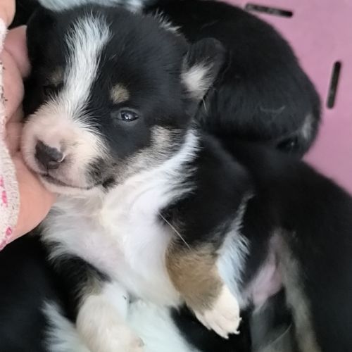 Chiots border collie non lof #7