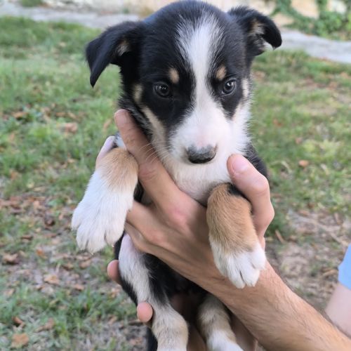 Chiots border collie non lof #3