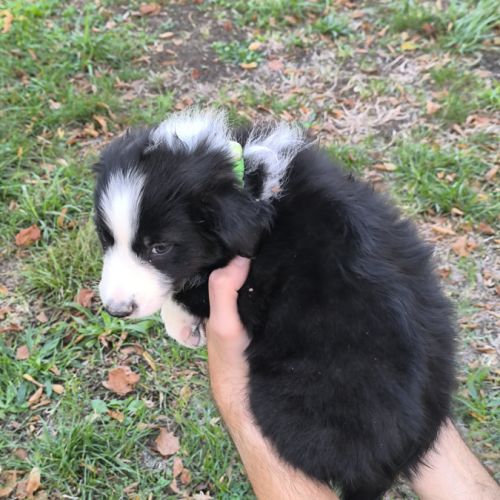 Chiots border collie non lof #4