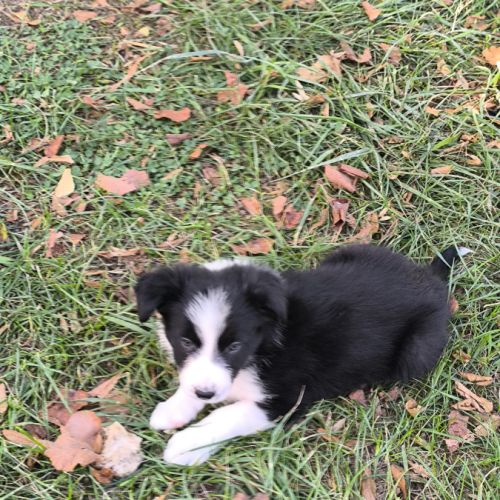 Chiots border collie non lof #7