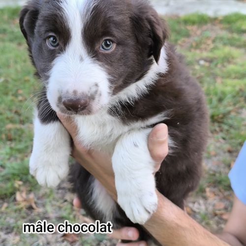 Chiots border collie non lof #9
