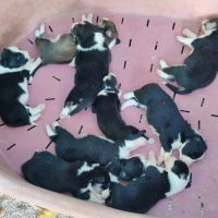 Chiots border collie non lof #1