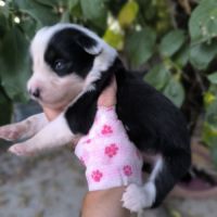 Chiots border collie non lof #2