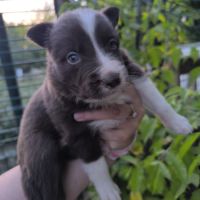 Chiots border collie non lof