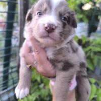 Chiots border collie non lof #6
