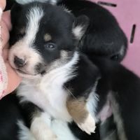 Chiots border collie non lof #7
