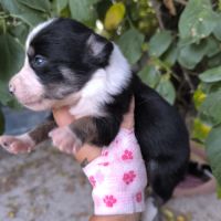 Chiots border collie non lof #8