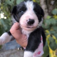 Chiots border collie non lof #9