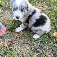 Chiots border collie non lof #1