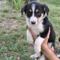 Chiots border collie non lof #2
