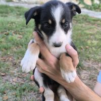 Chiots border collie non lof #3