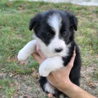 Chiots border collie non lof #5