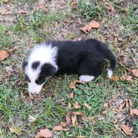 Chiots border collie non lof #6