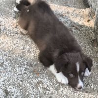 Chiots border collie non lof