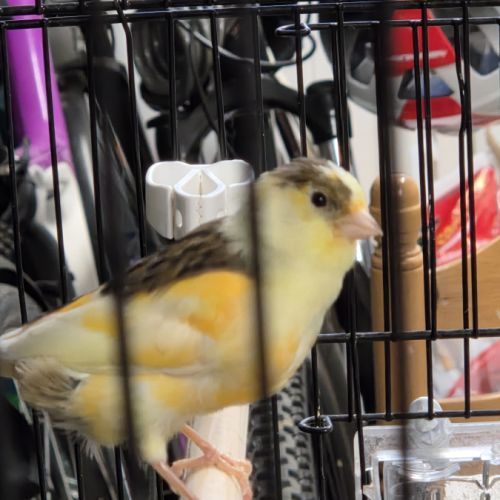 Vente canaris #2