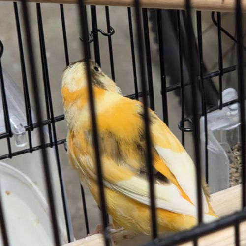 Vente canaris #3