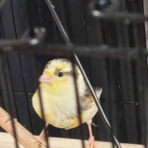 Vente canaris