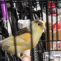 Vente canaris #2
