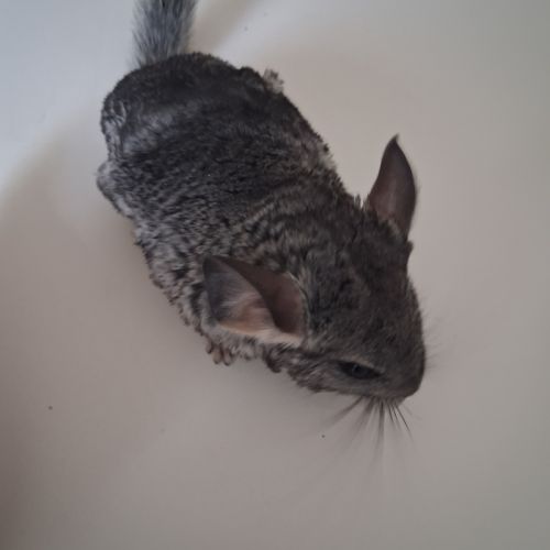 Bebe chinchillas