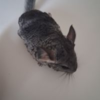 Bebe chinchillas #0