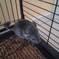 Bebe chinchillas #2