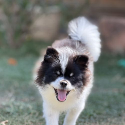 Spitz nain
